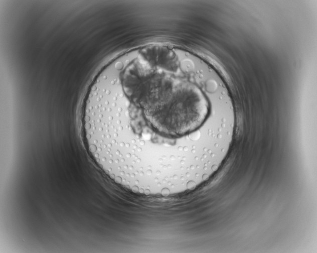 X0000096661435200802261333