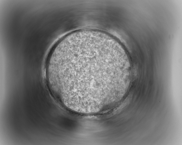 X0000096661462200802261332