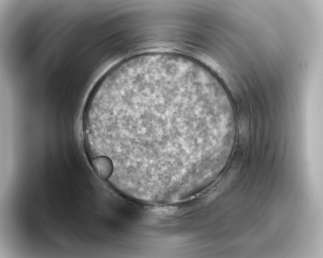 X0000096661466200802261332