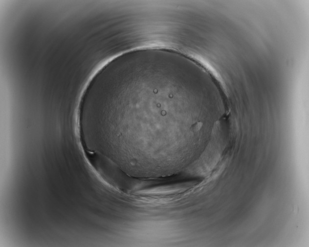 X0000096661468200802261332