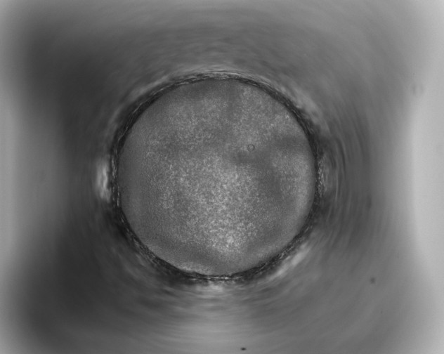 X0000096661494200802261331