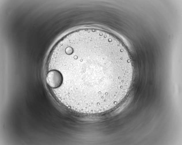 X0000096661514200802261331