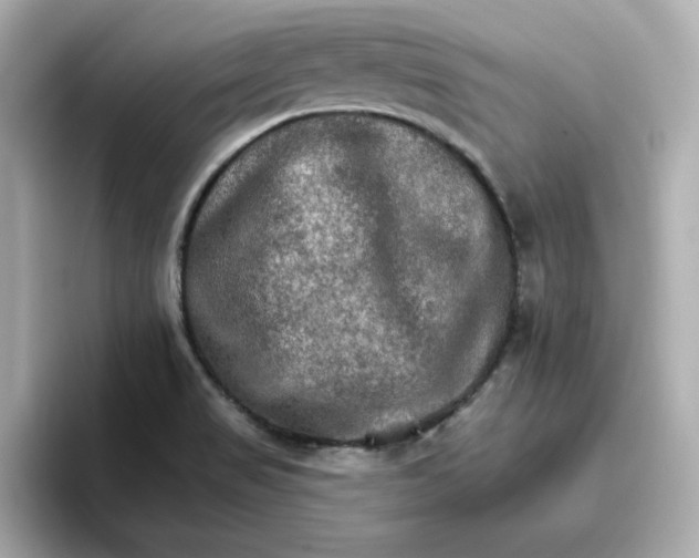 X0000096661517200802261331