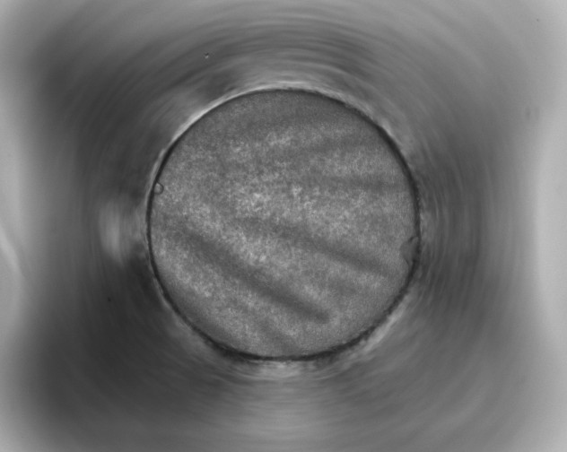 X0000096661521200802261331