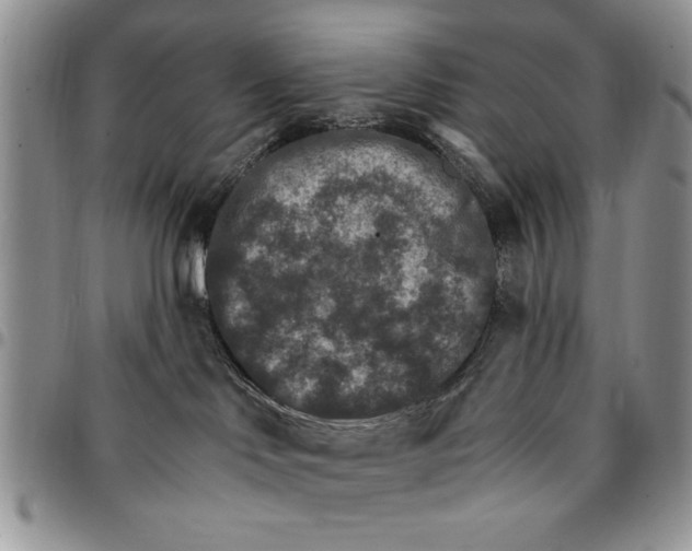 X0000096660046200803041210