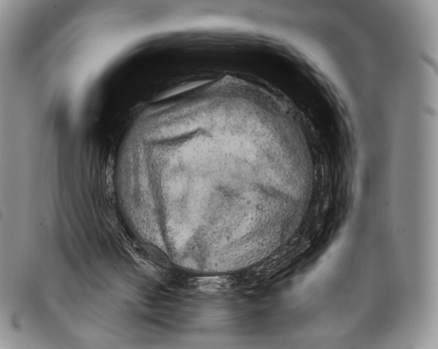 X0000096660050200803041209