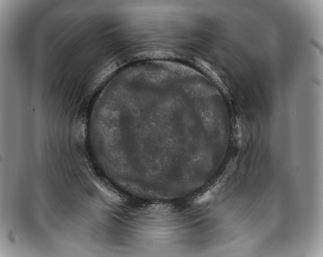 X0000096660063200803041209