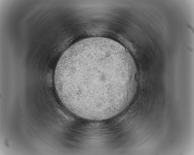 X0000096660065200803041209