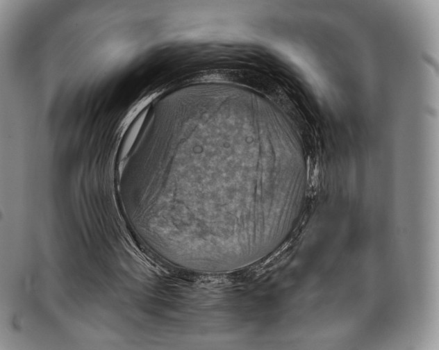 X0000096660099200803041209