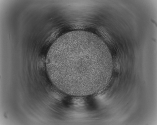 X0000096660175200803041208