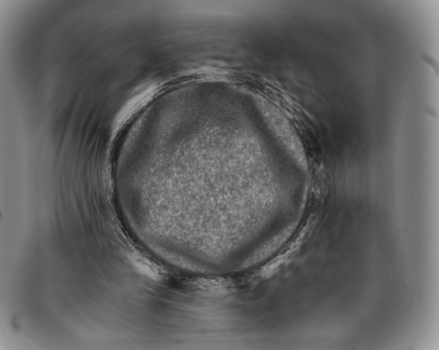 X0000096660245200803041206