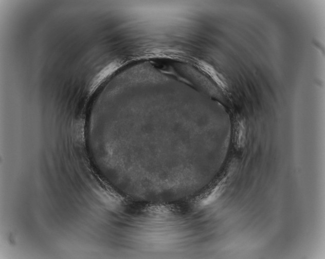 X0000096660299200803041206