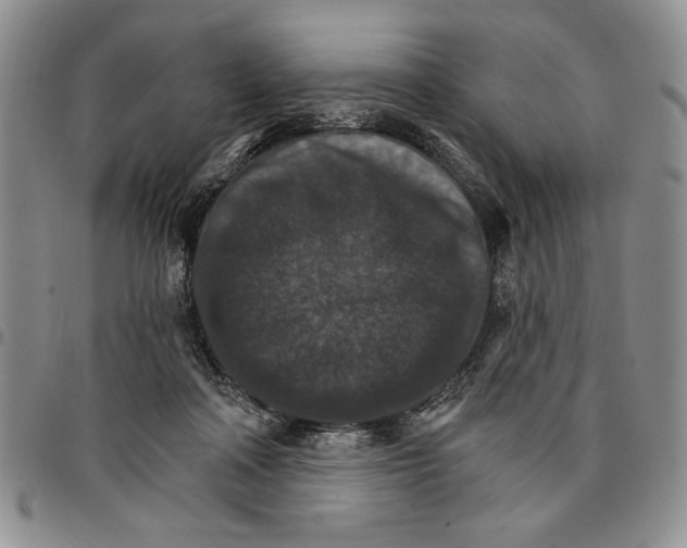 X0000096660314200803041206