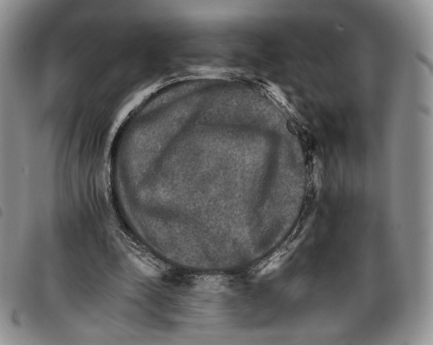 X0000096660342200803041205