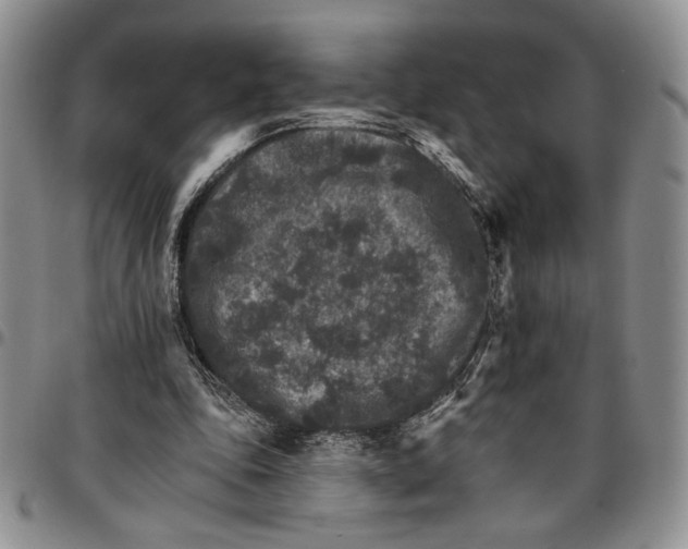 X0000096660343200803041205