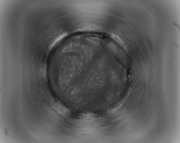 X0000096660396200803041205