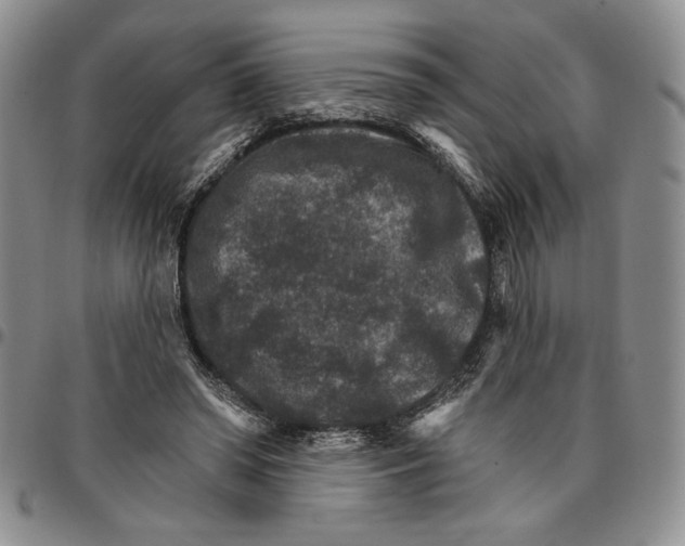 X0000096660398200803041205