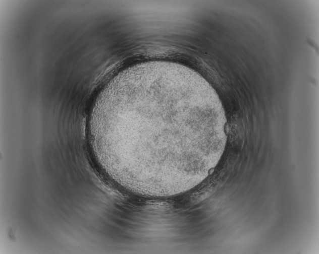 X0000096660454200803041204