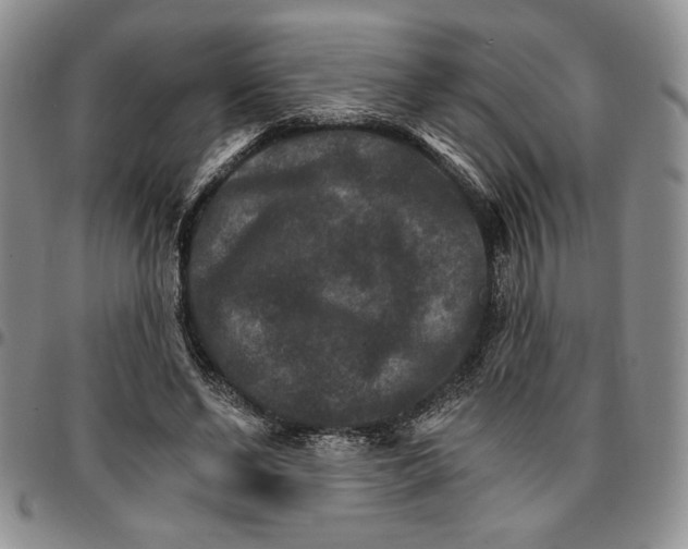 X0000096660494200803041204