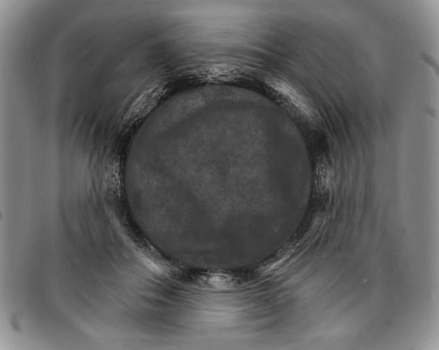 X0000096660506200803041203