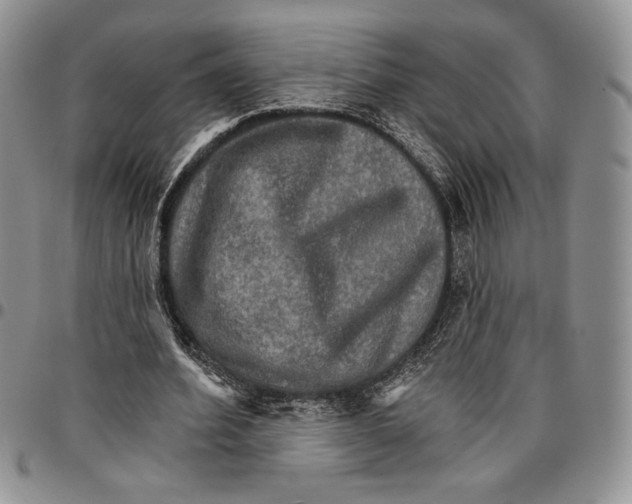 X0000096660580200803041202