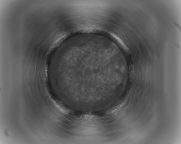 X0000096660590200803041202