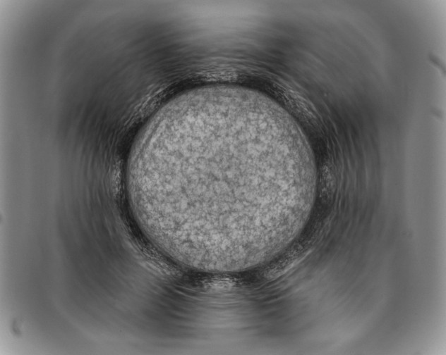 X0000096660600200803041202