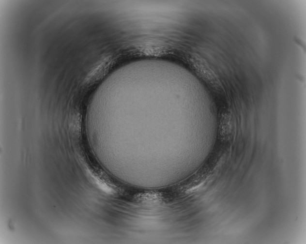 X0000096660639200803041201