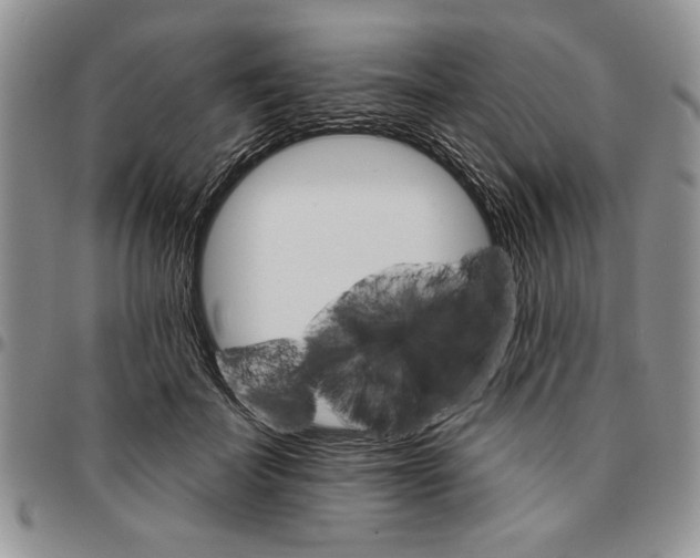 X0000096660699200803041201