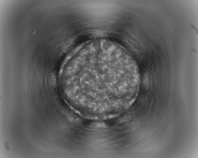 X0000096660715200803041201