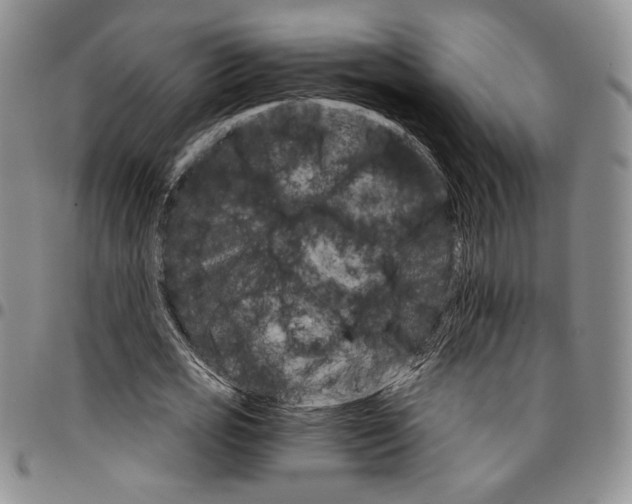 X0000096660725200803041200