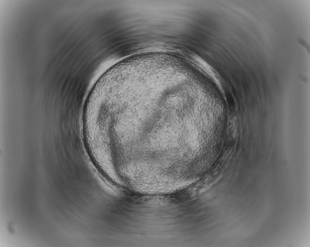 X0000096660811200803041159