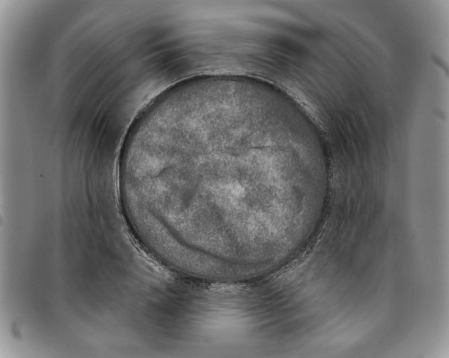 X0000096660840200803041159