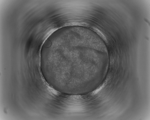 X0000096660844200803041159