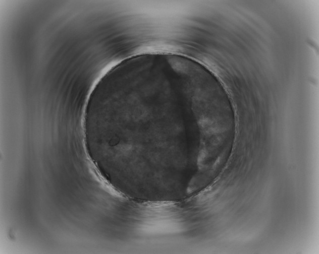 X0000096660864200803041159