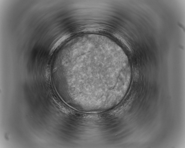 X0000096660874200803041158