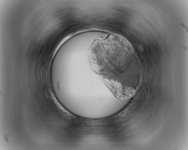 X0000096660911200803041158