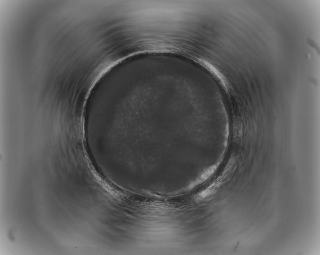 X0000096660935200803041158