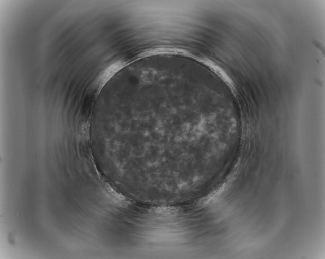 X0000096660953200803041158