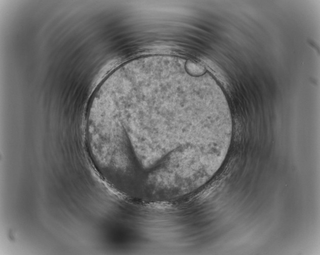 X0000096660994200803041157