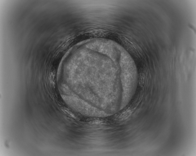 X0000096661010200803041156