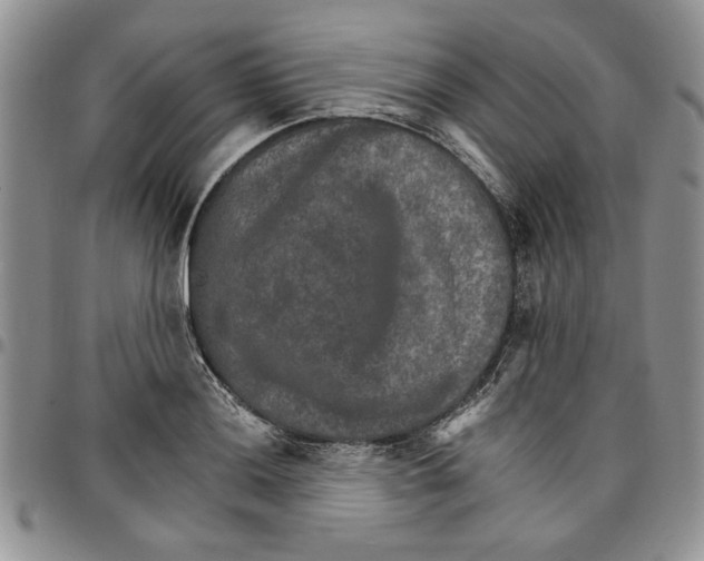 X0000096661036200803041156