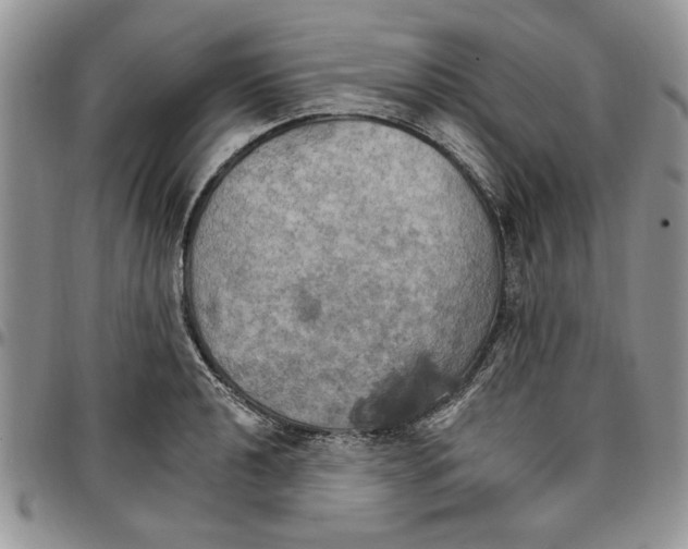 X0000096661040200803041156