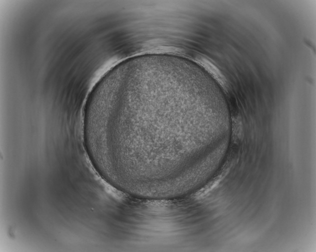 X0000096661046200803041156