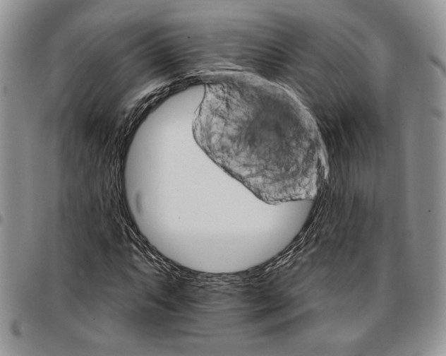 X0000096661063200803041156