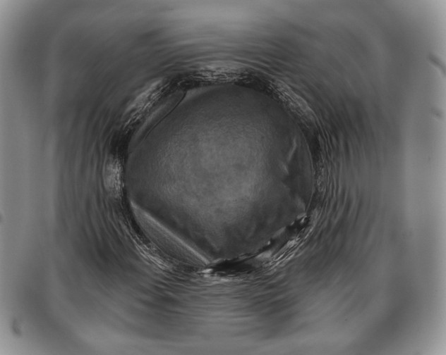 X0000096661108200803041155