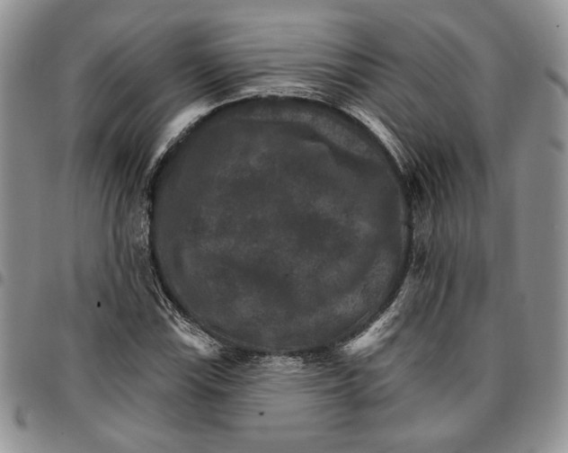 X0000096661115200803041155