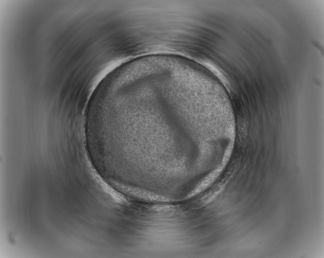 X0000096661142200803041155