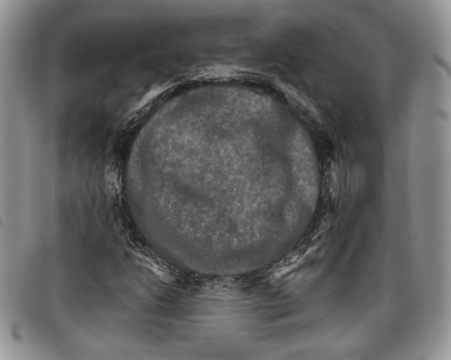 X0000096661206200803041153