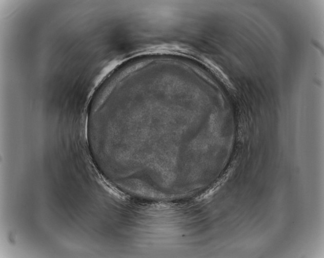 X0000096661224200803041154